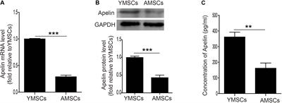 Apelin Rejuvenates Aged Human Mesenchymal Stem Cells by Regulating Autophagy and Improves Cardiac Protection After Infarction